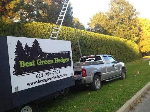 Best Green Hedges
