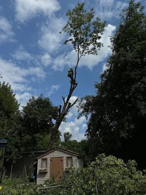 JC Tree Service