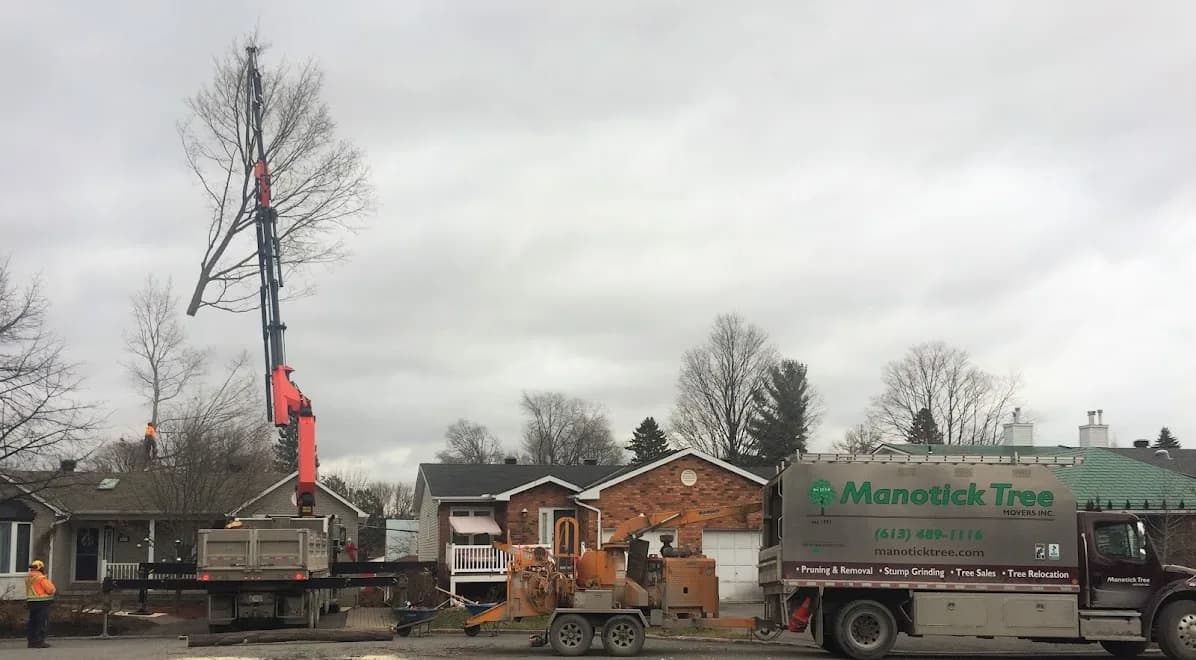 Manotick Tree