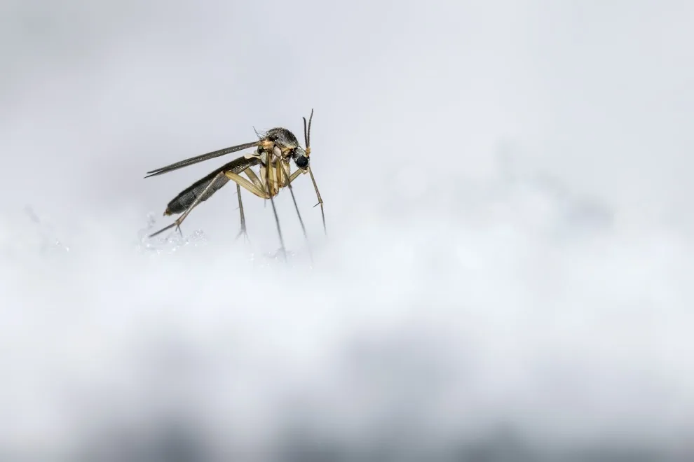 mosquito.buzz