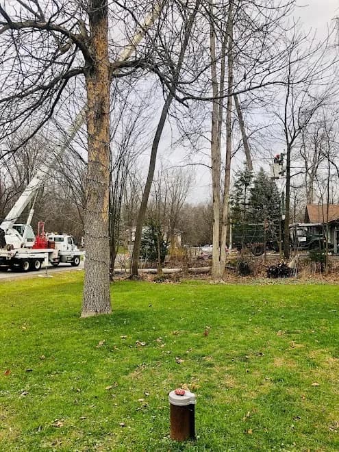 Next Level Tree Services Inc.