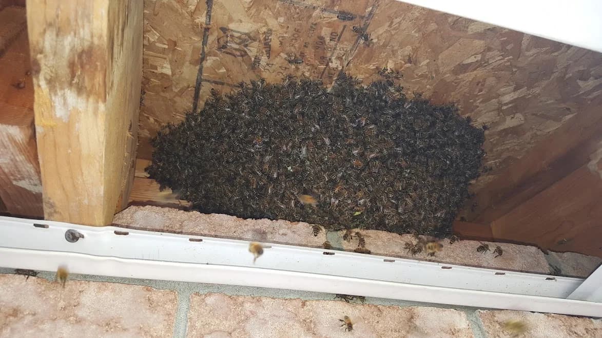 Pest Patrol Ottawa