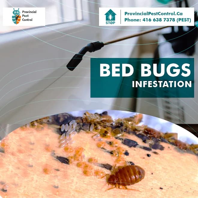 Provincial Pest Control Ottawa