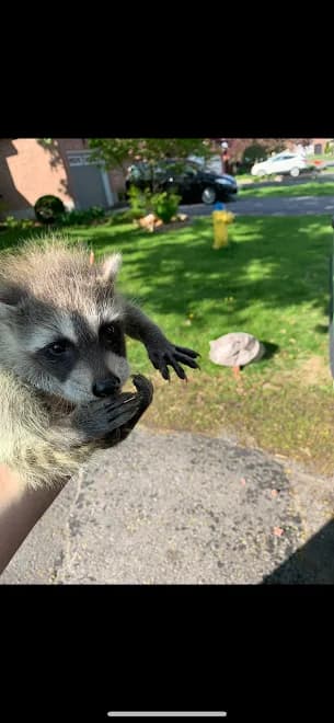 Wildlife Solutions Ottawa