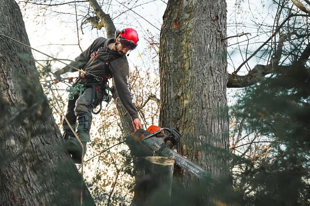 ZZ Chop Tree Care