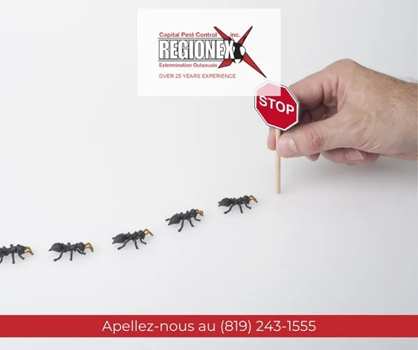 Regionex
