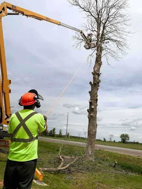 VS Tree Services